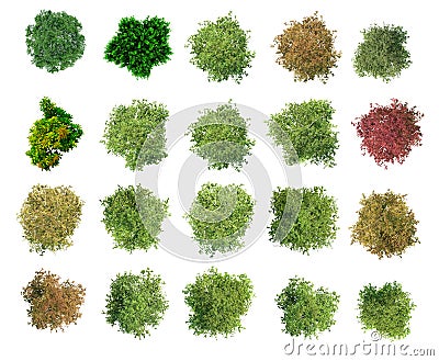 Collection Beautiful Trees Isolated on white background , Suitable for use in architectural design , Decoration work , Used with n Stock Photo