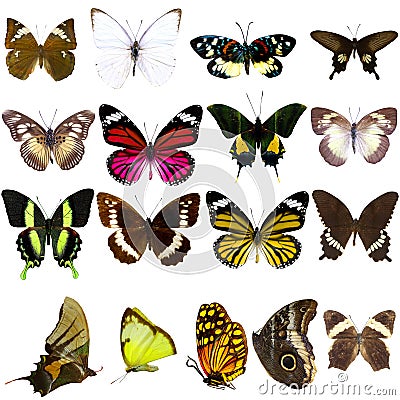 Collection of beautiful tropical butterflies Stock Photo