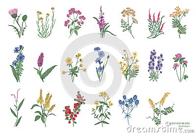 Collection of beautiful wild herbs, herbaceous flowering plants, blooming flowers, shrubs and subshrubs isolated on Vector Illustration