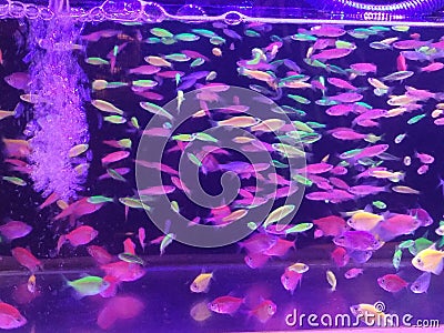 A collection of the beauty of neon fish in the aquarium Stock Photo