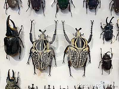 Collection of Big Goliathus Orientalis Stored in a clear glass box Stock Photo
