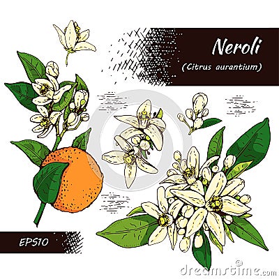 Collection of bitter orange flowers, buds, fruits . Detailed hand-drawn sketches, vector botanical illustration Cartoon Illustration