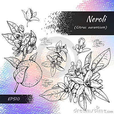 Collection of bitter orange flowers, buds, fruits . Detailed hand-drawn sketches, vector botanical illustration Cartoon Illustration