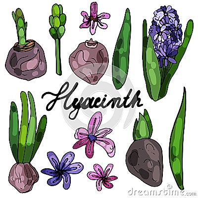 Collection of blooming hyacinth on an isolated white background. The contour is drawn by hand. Jacinth for greeting cards, Stock Photo