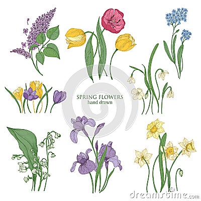 Collection of blooming spring flowers and flowering plants hand drawn in vintage style - tulip, lilac, narcissus, forget Vector Illustration