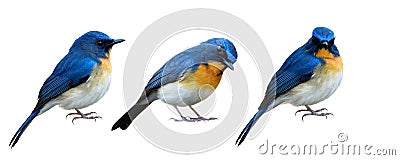 Collection of Blue bird isolated on white background in different manners and lovely stances, exotic animal Stock Photo