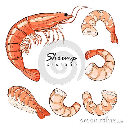 Collection boiled shrimp, shrimps without shell, shrimp meat. Shrimp prawn icons set. Boiled Shrimp drawing on a white background Cartoon Illustration