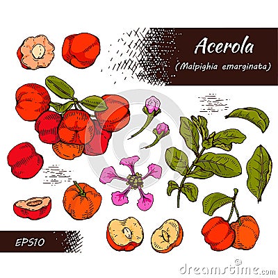 Collection of branch acerola cherry, fruit, flower . Detailed hand-drawn sketches, vector botanical illustration Cartoon Illustration