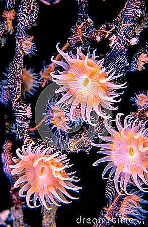 A collection of bright orange and pink anemones on a night dive Stock Photo