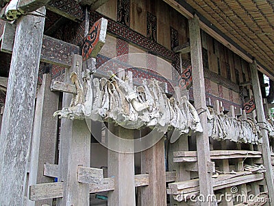 The collection of buffalo head bones in Tana Toraja Stock Photo