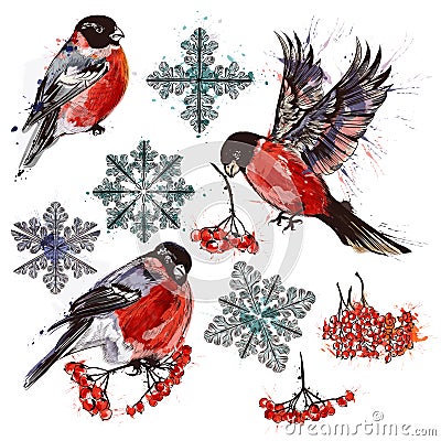 Collection of bullfinch birds, snowflakes and rowan Stock Photo