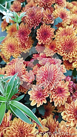 Collection of bush-like orange chrysanthemum flowers Stock Photo