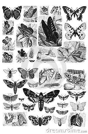 Collection of butterflies on a white background. Stock Photo
