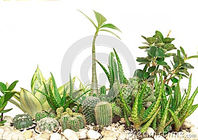 Collection cactus isolated on white background Stock Photo