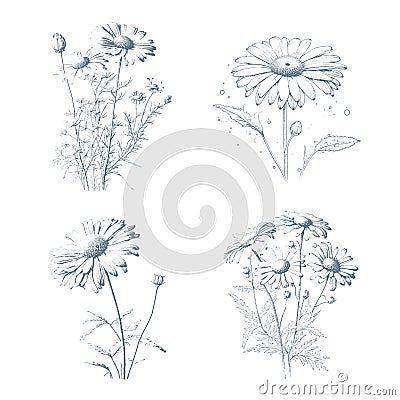 Collection of camomile leaves, seeds and flowers. Cosmetic and medical plant. Vector hand drawn illustration. Vector Illustration