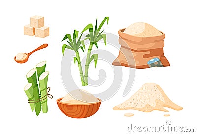 Collection of cane sugar. Sugarcane products. Growing sweet plants on plantation. Manufacturing packaging natural organic harvest Vector Illustration