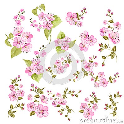 Collection of cherry flowers, set. Cherry blossom bundle. Black flowers of prunus isolated over white. Flowers contours Vector Illustration