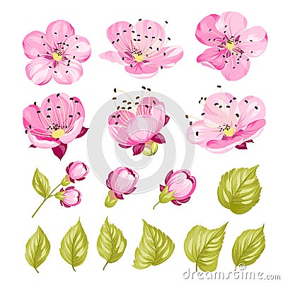 Collection of cherry flowers, set. Cherry blossom bundle. Black flowers of prunus isolated over white. Flowers contours Vector Illustration