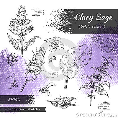 Collection of Clary sage twigs with leaves and flowers . Detailed hand-drawn sketches, vector botanical illustration Cartoon Illustration