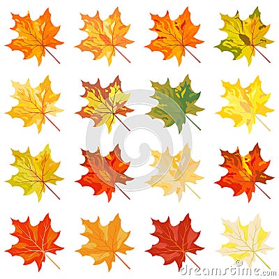 Collection of color autumn leaves Vector Illustration