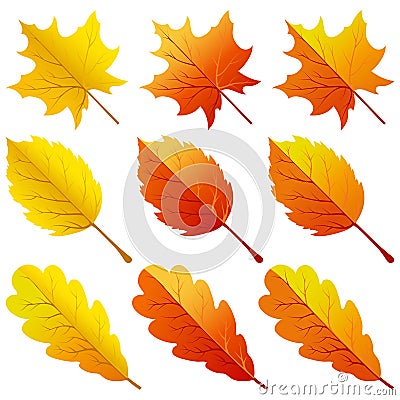 Collection of color autumn leaves Vector Illustration