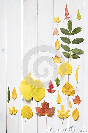 Collection of colorful autumn leafs Stock Photo