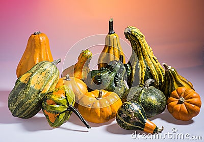 Collection of colorful cucurbits Stock Photo