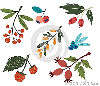 Collection with colorful doodle berry branches and leaves. Buckthorn, blueberry, rosehip, currant, rowanberry. Vegan, farm, detox Vector Illustration