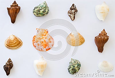 Collection of colorful sea shells Stock Photo