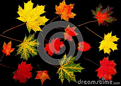 Collection colourful autumn leaves isolated on a black background Stock Photo