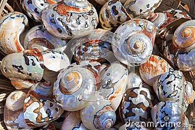 Collection of colourful coastal sea shells Stock Photo