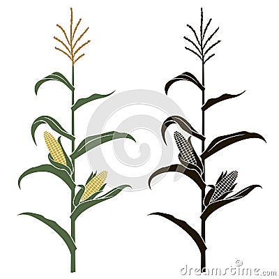 Corn stalk illustrations Vector Illustration