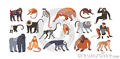 Collection of cute funny exotic monkeys and apes isolated on white background. Set of adorable tropical animals or Vector Illustration