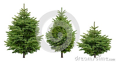 Collection of cutout fir trees. Stock Photo