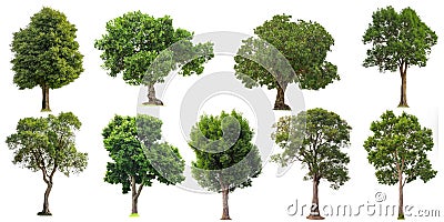 Collection of cutout tree for use as a raw material for editing work. Isolated deciduous tree on a white background with clipping Stock Photo