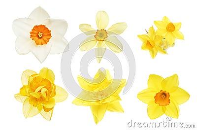 Collection of daffodil flowers Stock Photo