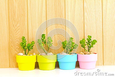 Collection of daisy tree in colorful flowerpot. Stock Photo