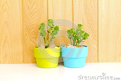 Collection of daisy tree in flowerpot Stock Photo