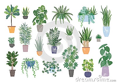 Collection of decorative houseplants isolated on white background. Bundle of trendy plants growing in pots or planters Vector Illustration