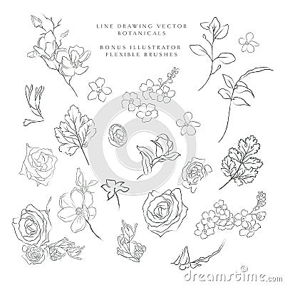 Line drawing vector botanicals, flowers, plants Vector Illustration