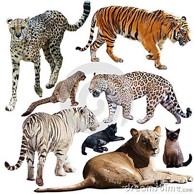 Collection of felidae family animals isolated on white Stock Photo