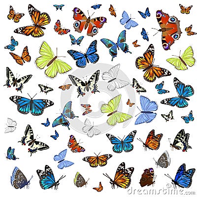 A collection of different butterflies flying and seated. Isolated on white background. Vector graphics Stock Photo