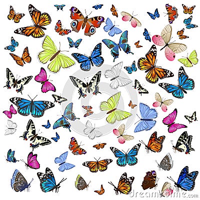 A collection of different butterflies flying and seated. Isolated on white background. Vector graphics Stock Photo