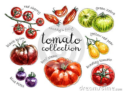 Collection of different colored tomatoes. Stock Photo