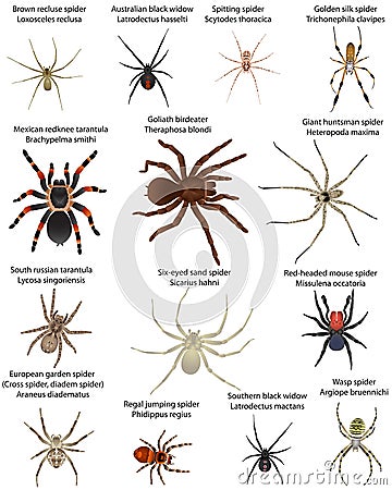 Collection of different species of spiders in colour image: southern black widow, australian black widow, mexican redknee Vector Illustration