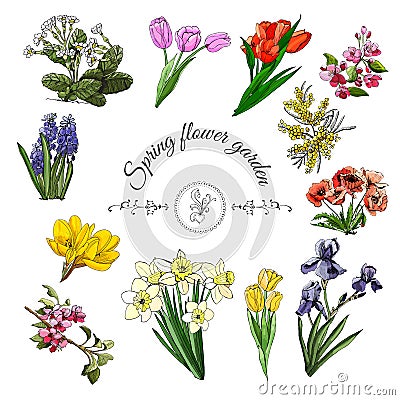 Collection of different spring flowers: tulip, iris, narcissus, malus, papaver, crocus, mimosa, muscari and primula. Vector Illustration