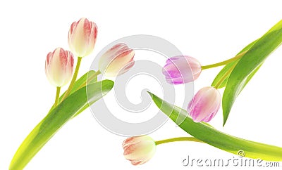Collection of different tulips isolated Stock Photo