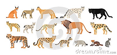 Collection of different wild and domestic cats. Exotic animals Vector Illustration