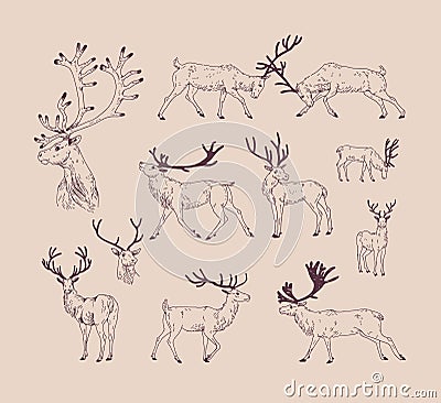 Collection of drawings of deer in various poses - grazing, fighting, standing, walking. Set of forest animal in Vector Illustration