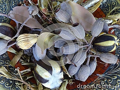 A collection of dried Australian plants and seeds Stock Photo